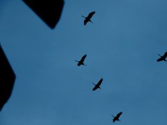 Sándorfalva, darvak, vonulnakvonulás, daru vonulás, ősz, november, Fehér-tó, természet