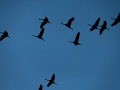 Sándorfalva, darvak, vonulnakvonulás, daru vonulás, ősz, november, Fehér-tó, természet