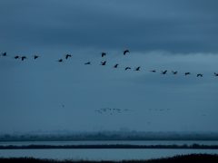 Sándorfalva, darvak, vonulnakvonulás, daru vonulás, ősz, november, Fehér-tó, természet