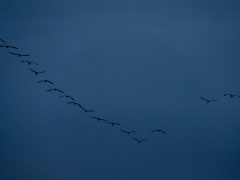 Sándorfalva, darvak, vonulnakvonulás, daru vonulás, ősz, november, Fehér-tó, természet