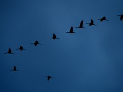 Sándorfalva, darvak, vonulnakvonulás, daru vonulás, ősz, november, Fehér-tó, természet