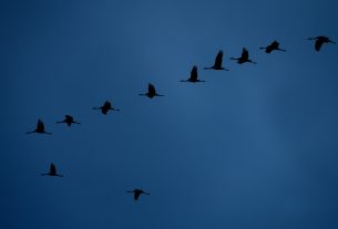 Sándorfalva, darvak, vonulnakvonulás, daru vonulás, ősz, november, Fehér-tó, természet