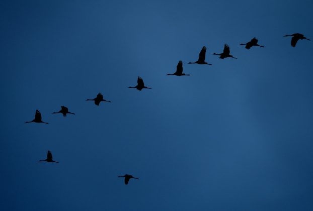 Sándorfalva, darvak, vonulnakvonulás, daru vonulás, ősz, november, Fehér-tó, természet