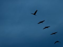 Sándorfalva, darvak, vonulnakvonulás, daru vonulás, ősz, november, Fehér-tó, természet