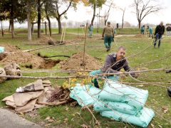 Szeged, faültetés, fásítás, fa, önkormányzat, Stefánia, Botka László