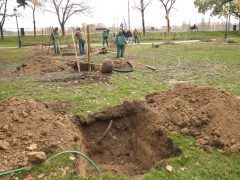 Szeged, faültetés, fásítás, fa, önkormányzat, Stefánia, Botka László