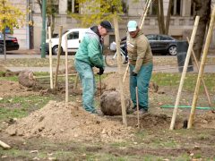 Szeged, faültetés, fásítás, fa, önkormányzat, Stefánia, Botka László