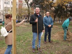 Szeged, faültetés, fásítás, fa, önkormányzat, Stefánia, Botka László