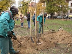 Szeged, faültetés, fásítás, fa, önkormányzat, Stefánia, Botka László