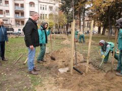 Szeged, faültetés, fásítás, fa, önkormányzat, Stefánia, Botka László