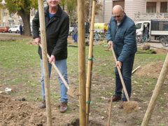 Szeged, faültetés, fásítás, fa, önkormányzat, Stefánia, Botka László