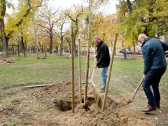 Szeged, faültetés, fásítás, fa, önkormányzat, Stefánia, Botka László