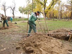 Szeged, faültetés, fásítás, fa, önkormányzat, Stefánia, Botka László