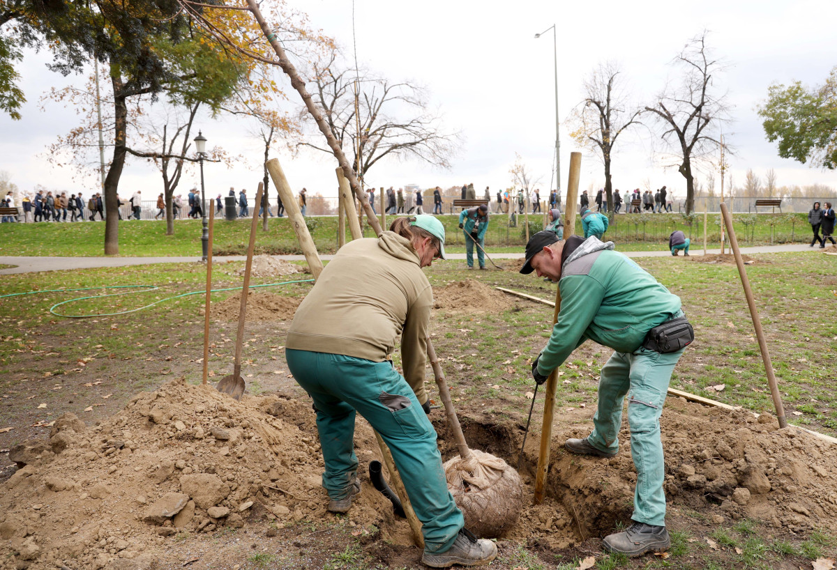 Szeged, faültetés, fásítás, fa, önkormányzat, Stefánia, Botka László