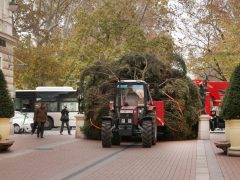 Szeged, karácsonyfa, fenyő, fenyőfa, Klauzál tér