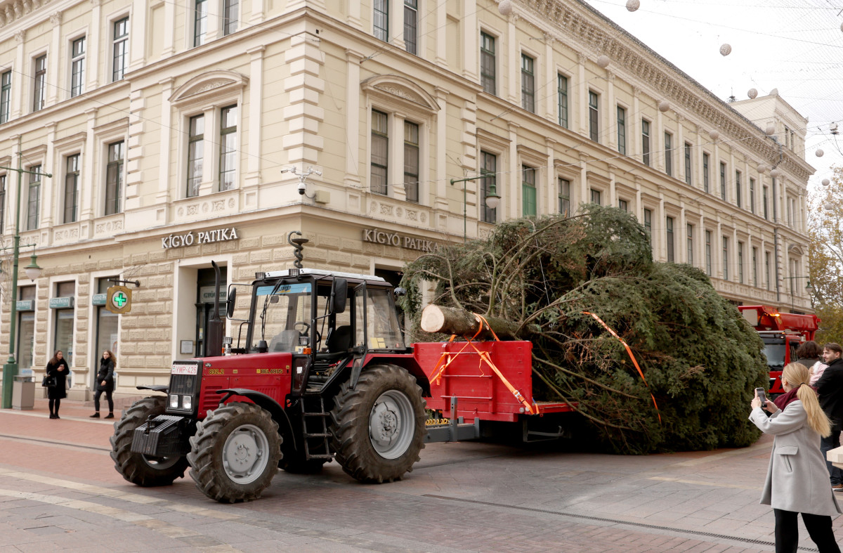 Szeged, karácsonyfa, fenyő, fenyőfa, Klauzál tér