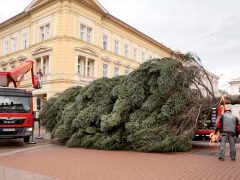 Szeged, karácsonyfa, fenyő, fenyőfa, Klauzál tér