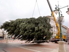 Szeged, karácsonyfa, fenyő, fenyőfa, Klauzál tér