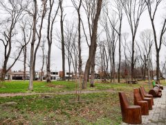 Szeged, önkormányzat, faültetés, fásítás, fa, Kállay liget