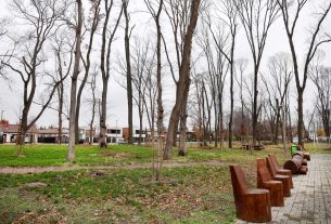 Szeged, önkormányzat, faültetés, fásítás, fa, Kállay liget