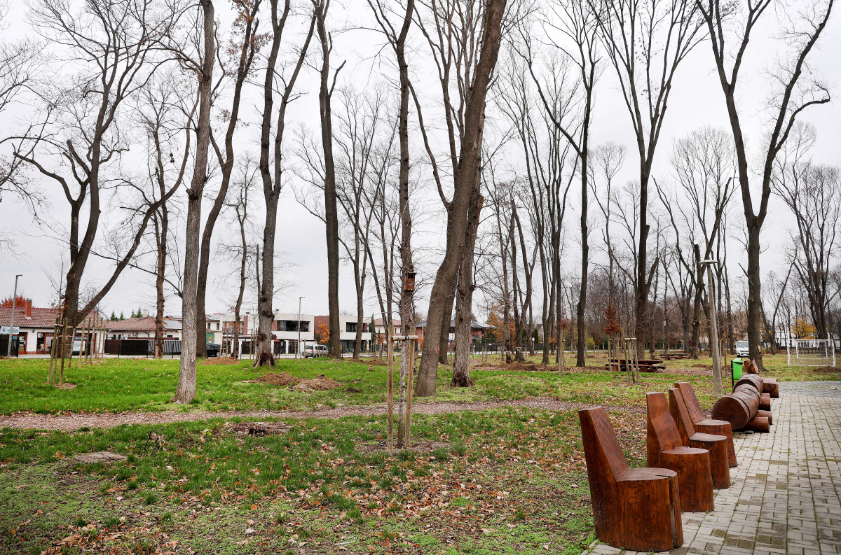 Szeged, önkormányzat, faültetés, fásítás, fa, Kállay liget