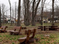 Szeged, önkormányzat, faültetés, fásítás, fa, Kállay liget