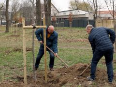 Szeged, önkormányzat, faültetés, fásítás, fa, Kállay liget