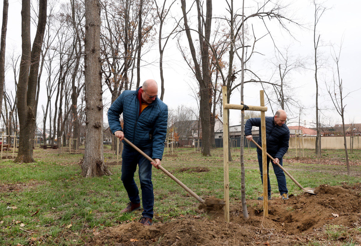Szeged, önkormányzat, faültetés, fásítás, fa, Kállay liget