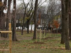 Szeged, önkormányzat, faültetés, fásítás, fa, Kállay liget