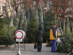Szeged, fenyő vásár, fenyő, karácsony, Mars téri piac