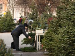 Szeged, fenyő vásár, fenyő, karácsony, Mars téri piac