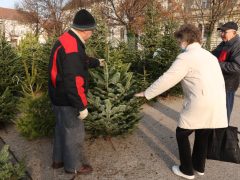 Szeged, fenyő vásár, fenyő, karácsony, Mars téri piac