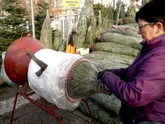 Szeged, fenyő vásár, fenyő, karácsony, Mars téri piac