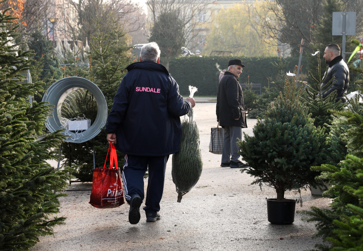 Szeged, fenyő vásár, fenyő, karácsony, Mars téri piac