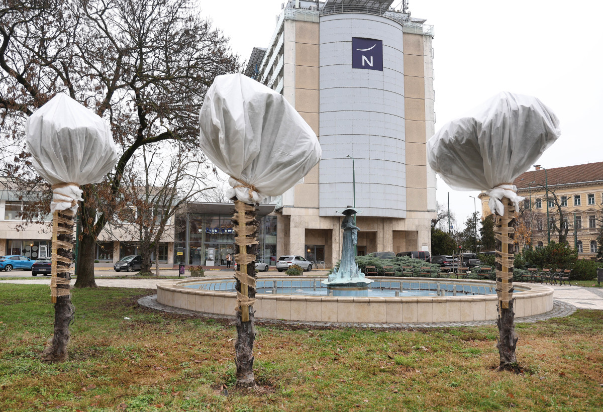 Szeged, Glattfelder tér, pálmafa, szökőkút, tél, téliesített