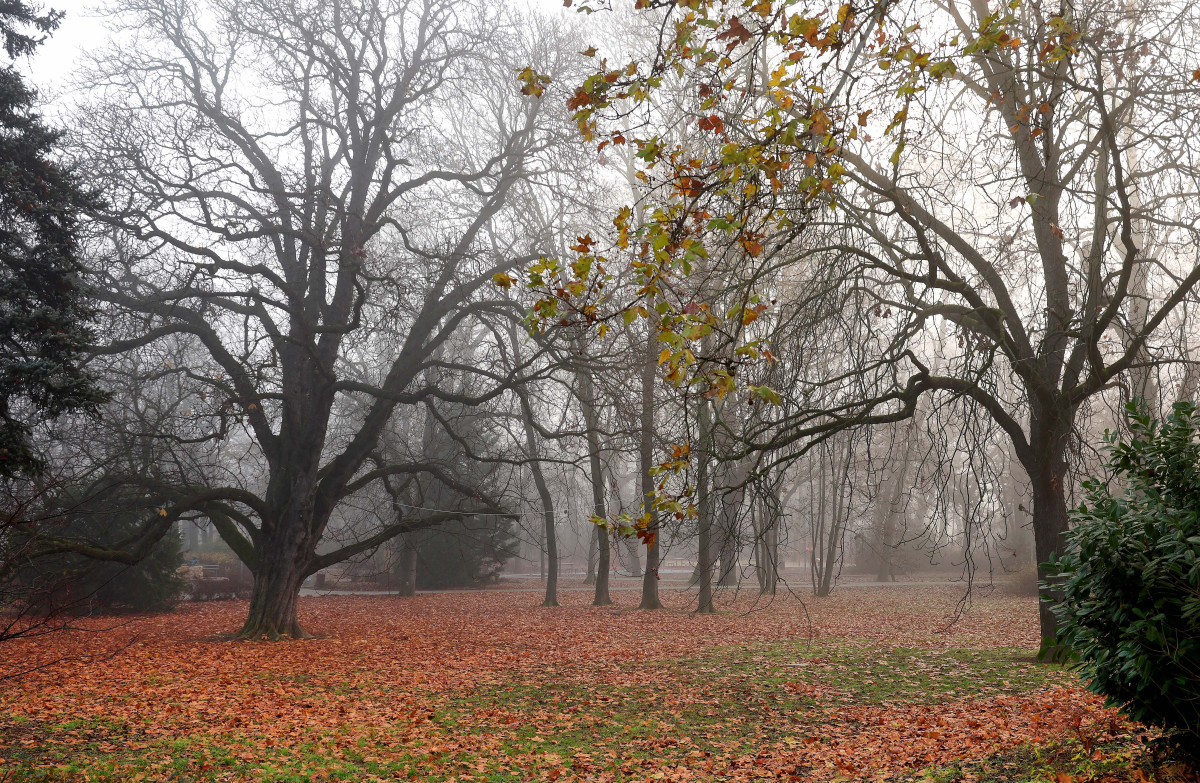 Szeged, köd, december, időjárás, liget, tél