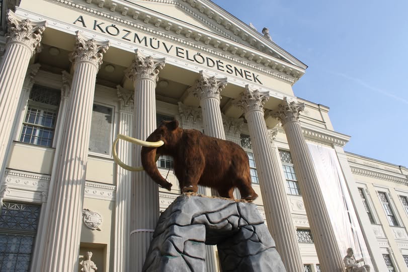 Bolyhoska, a Móra Ferenc Múzeum mamutja