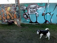 Szeged, graffiti, töltés