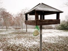 Szeged, havazás, január, tél, hó, időjárás, madáretető