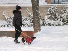Szeged, havazás, hó, január, tél, időjárás, kutya, kutyasétáltatás