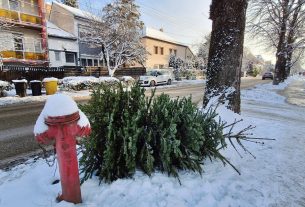 Szeged, kidobott fenyőfa, fenyő, vízkereszt