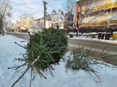 Szeged, kidobott fenyőfa, fenyő, vízkereszt