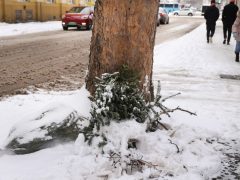 Szeged, kidobott fenyőfa, fenyő, vízkereszt