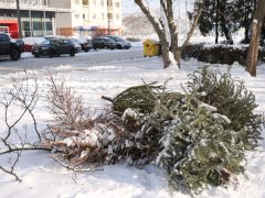 Szeged, kidobott fenyőfa, fenyő, vízkereszt