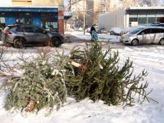 Szeged, kidobott fenyőfa, fenyő, vízkereszt