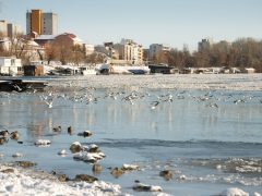 Szeged, jégzajlás, jég, Tisza, január, tél, időjárás, fagy, folyó