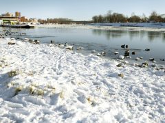 Szeged, jégzajlás, jég, Tisza, január, tél, időjárás, fagy, folyó