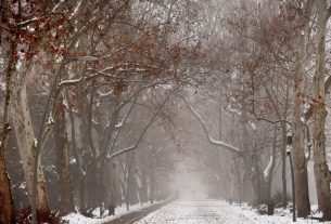 Szeged, újszegedi liget, liget, tél, január, időjárás