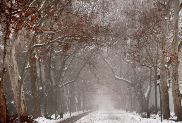 Szeged, újszegedi liget, liget, tél, január, időjárás