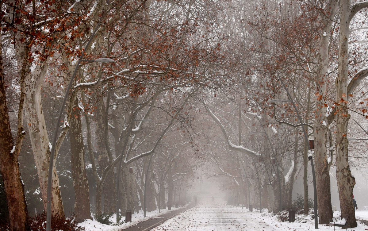 Szeged, újszegedi liget, liget, tél, január, időjárás